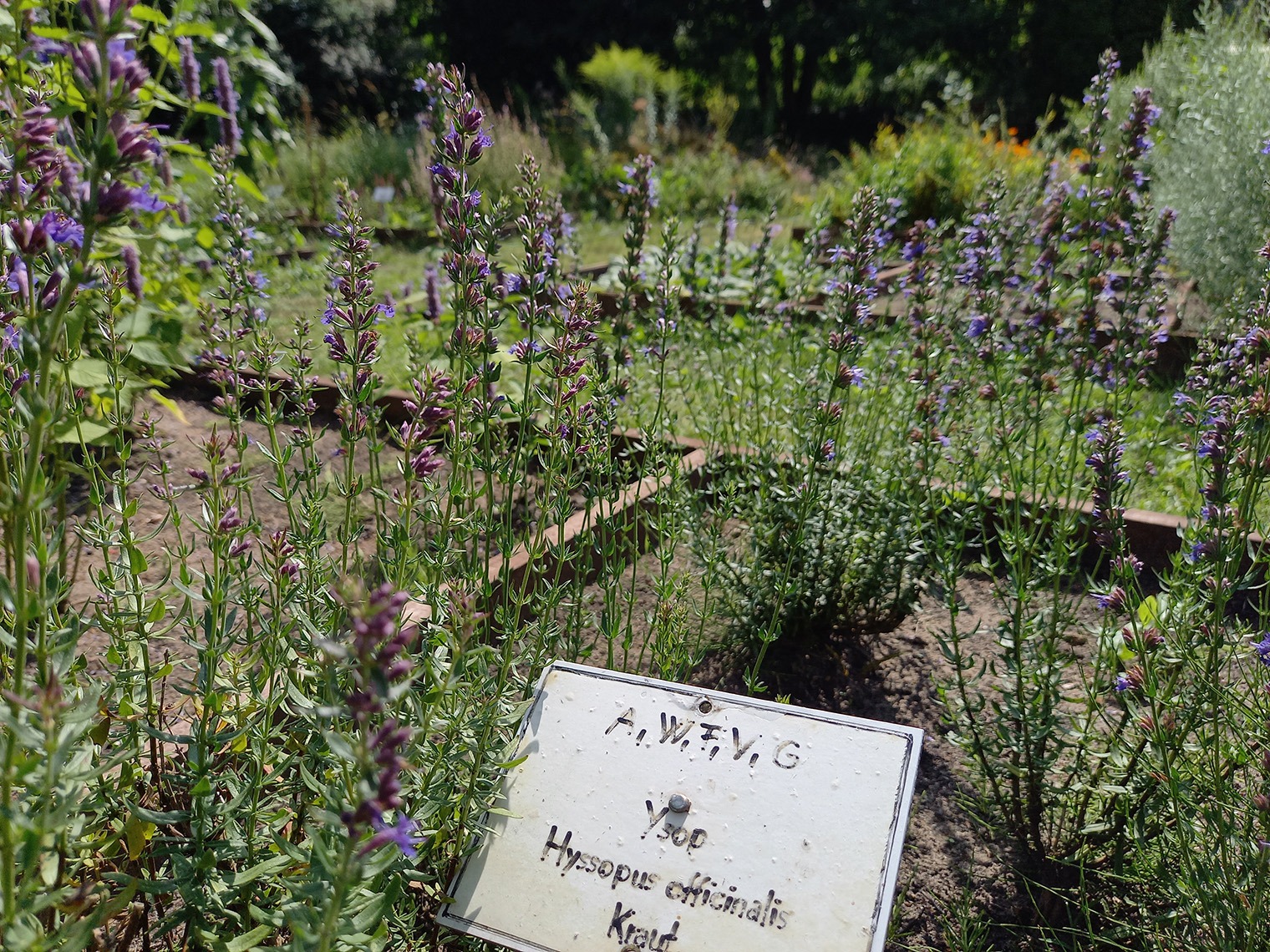 Nahaufnahme des Hyssopus officinalis Krauts im Klostergarten "Himmelpfort"